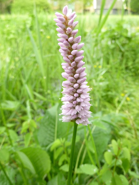 Bistorta officinalis = Adderwortel