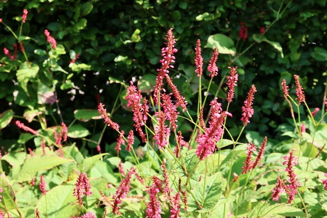 Persicaria amplexicaule = Rode duizendknoop