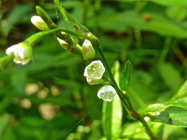 Persicaria hydropiper = Waterpeper