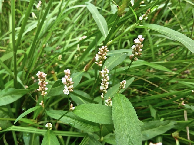Persicaria maculosa = Perzikkruid