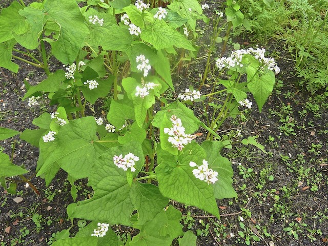 Fagopyrum esculentum = Boekweit, plant