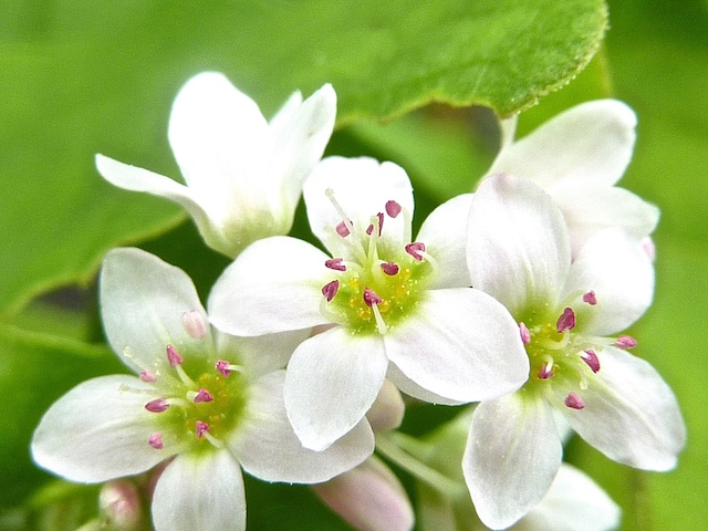 Fagopyrum esculentum = Boekweit, bloemen