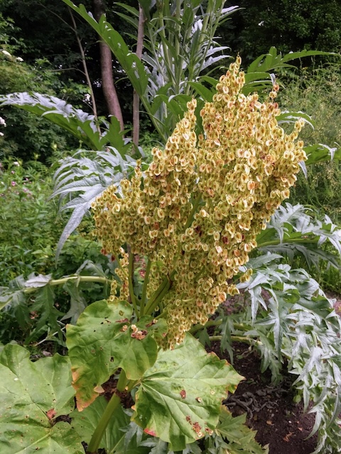 Rheum rhabarbarum = Rabarber