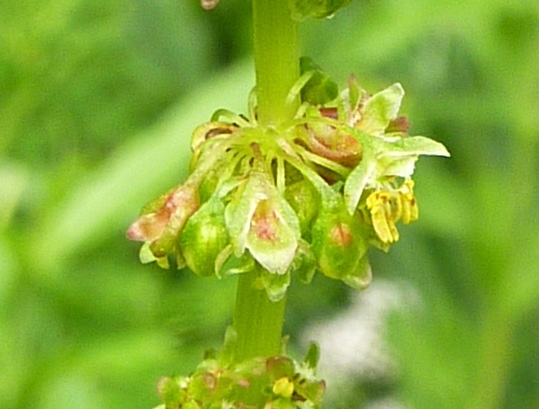 Rumex crispus = Krulzuring