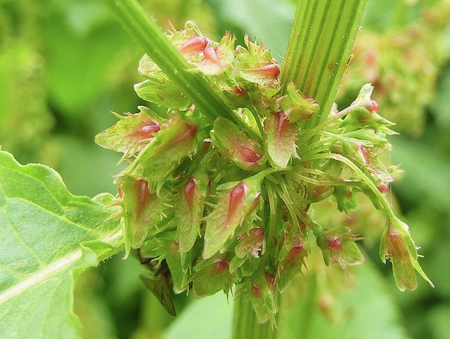 Rumex obtusifolius = Ridderzuring