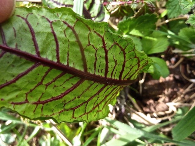 Rumex sanguineus = Bloedzuring