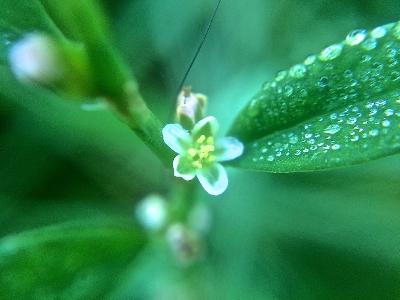 Polygonum aviculare = Varkensgras