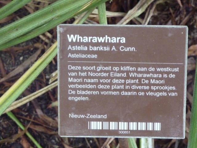 Astelia banksii
