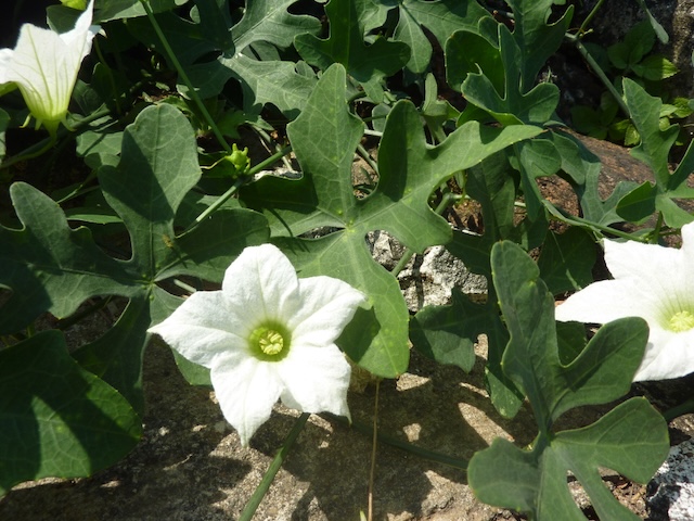 Cucurbitales
