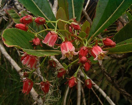 Escalloniales