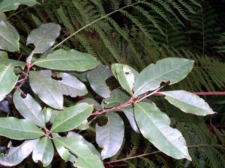 Paracryphiales